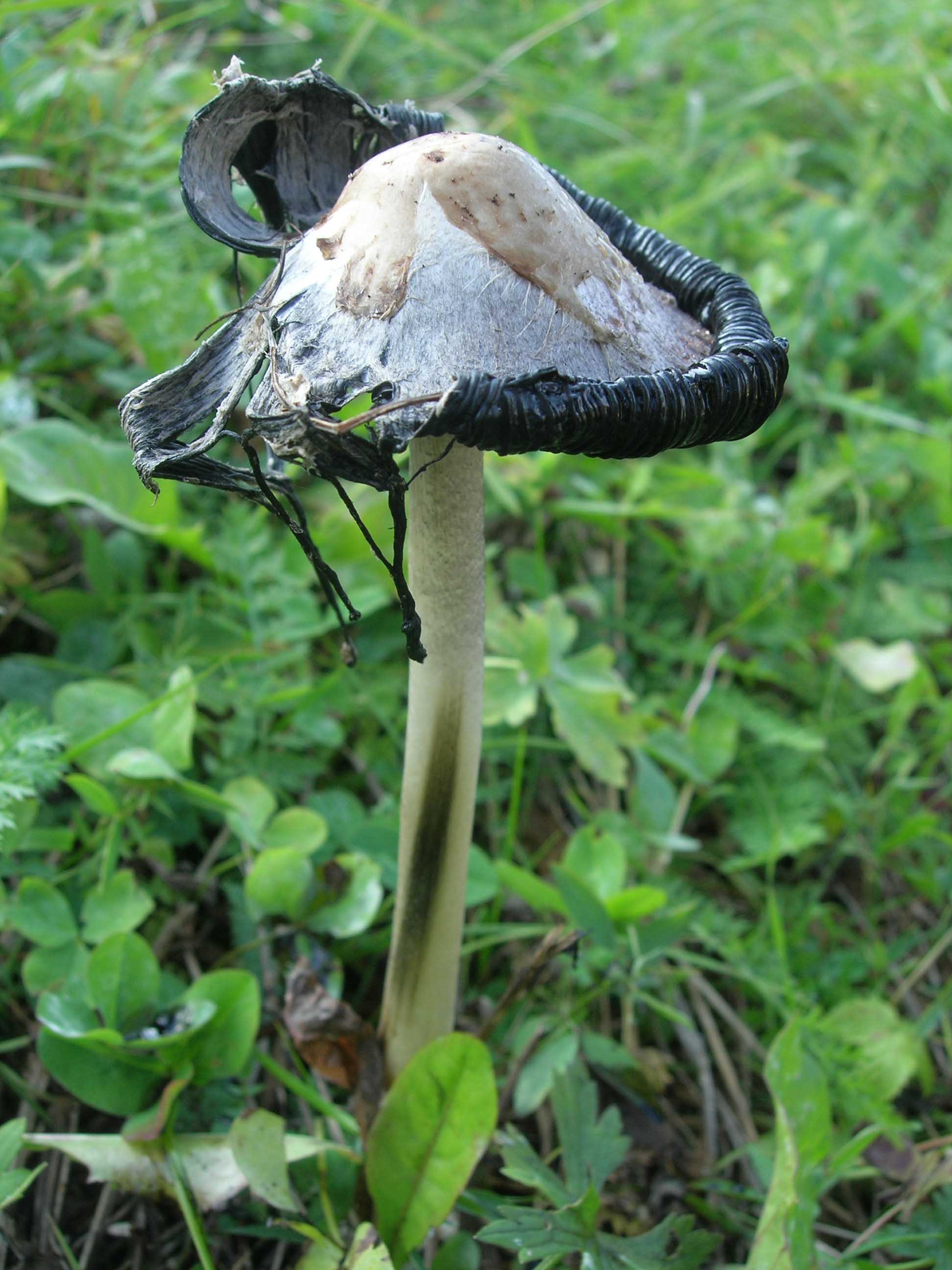 Cosa ha da fare un marinaio in montagna se non....